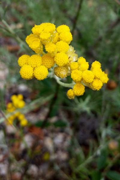 Immortelle